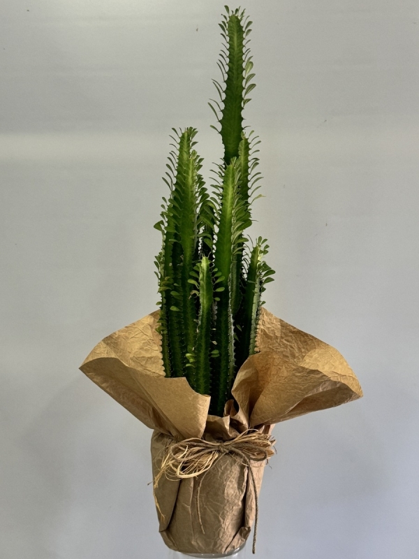 Kaktüs ( Euphorbia Trigona 70-90 cm ) 