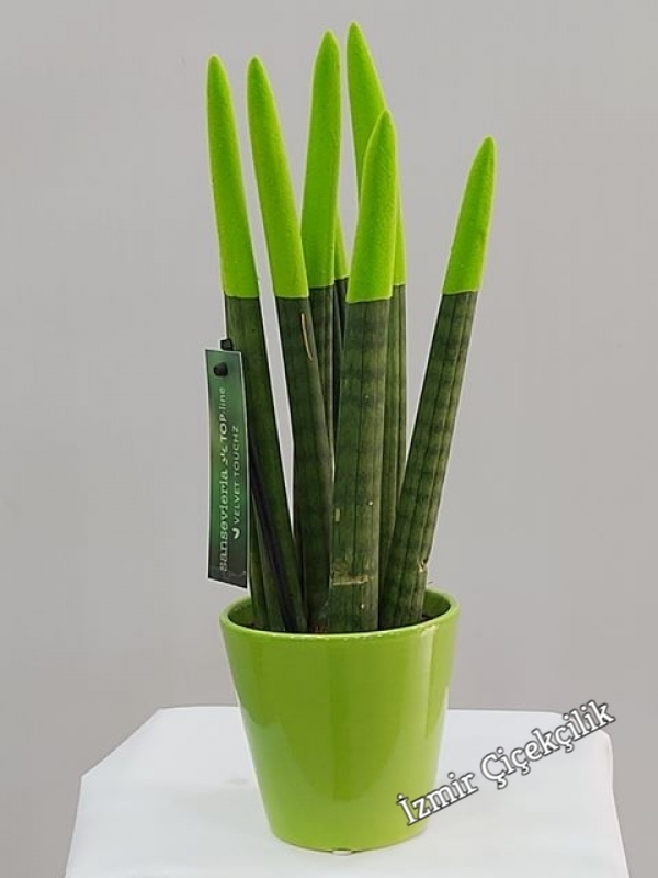 Yeşil Sansevieria (Sanseverya)